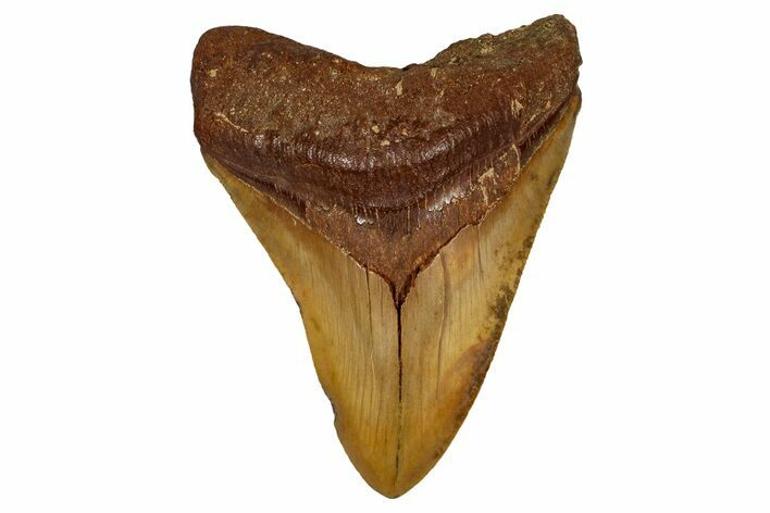 Serrated, Fossil Megalodon Tooth From Morocco - Rare Location #353005